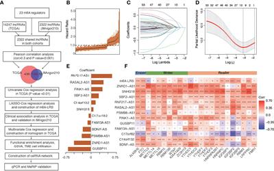 N6-Methylandenosine-Related lncRNAs Predict Prognosis and Immunotherapy Response in Bladder Cancer